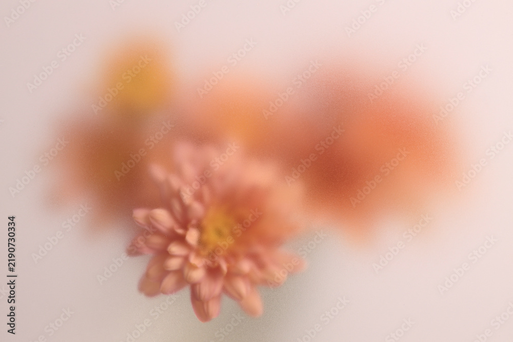 Obraz premium Smoke selected soft focus autumn beige orange chrysanthemum aster Flower through translucent matte frosted glass. Abstract natural blurred grain light fog background.