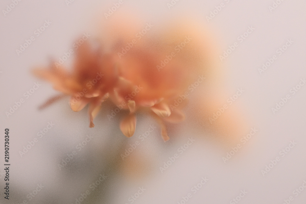 Obraz premium Smoke selected soft focus autumn beige orange chrysanthemum aster Flower through translucent matte frosted glass. Abstract natural blurred grain light fog background.