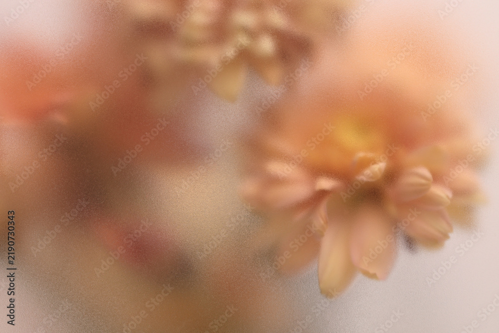Obraz premium Smoke selected soft focus autumn beige orange chrysanthemum aster Flower through translucent matte frosted glass. Abstract natural blurred grain light fog background.