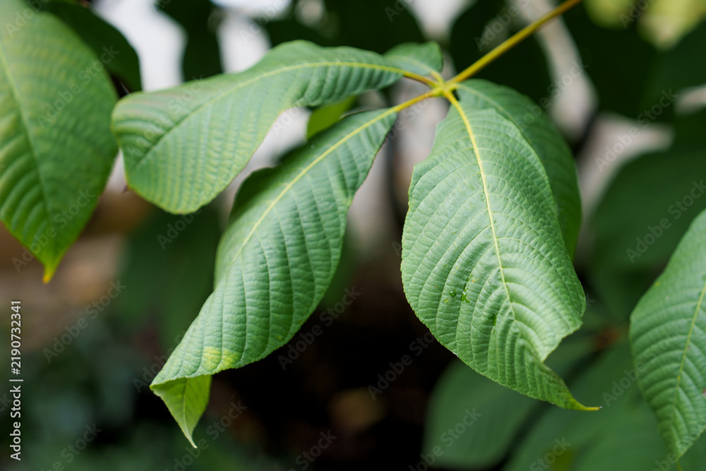 Obraz premium Large green leaves of Asimina triloba (pawpaw tree) hanging on a branch in a botanical park