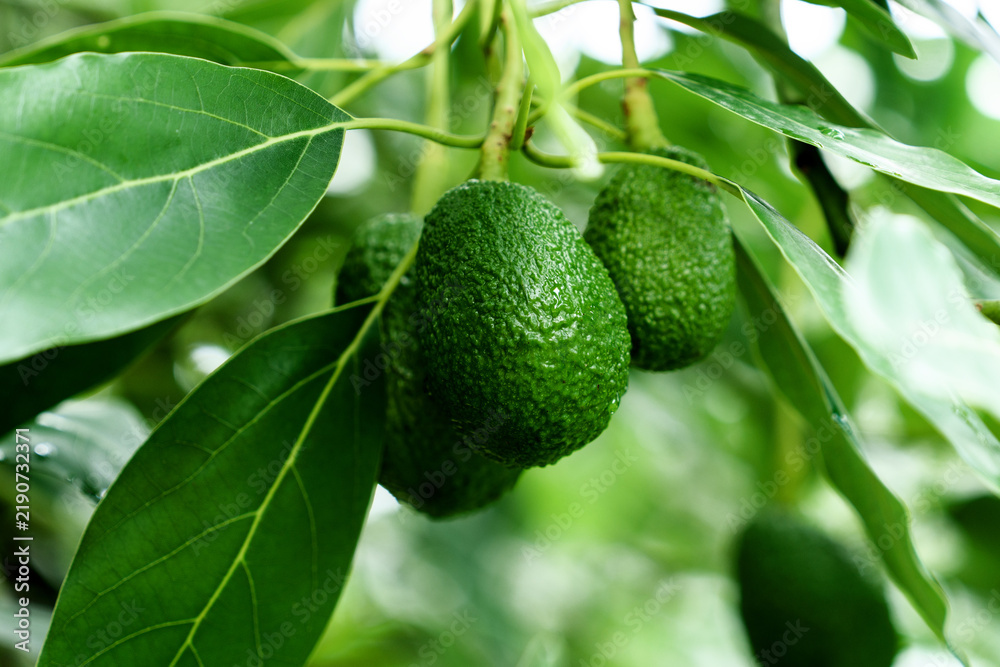 Obraz premium Close-up of Persea americana tree with immature green avocado fruits growing on a branch among lush foliage 