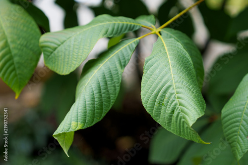 Large green leaves of Asimina triloba (pawpaw tree) hanging on a branch in a botanical park