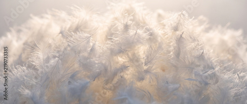 Soft feather texture of a down pillow in gentle lighting  