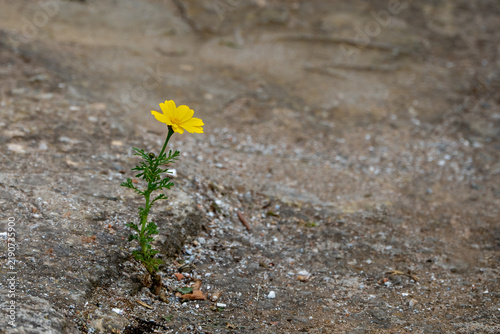 Wildflower Growing Against the Odds in Dry Ground, Alonissos, Greece