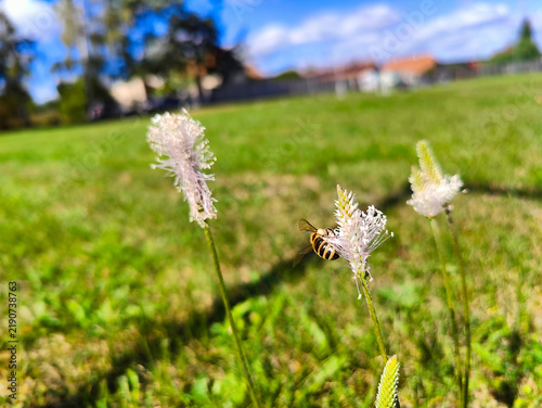 Canvastavla A bee forages on a blooming wild plantain flower head growing in a sunlit grassy lawn