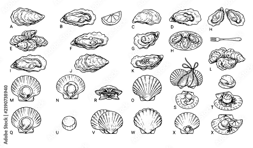 Obraz premium Hand Drawn Oysters and Scallops Seafood Delicacy Sketch Vector Set