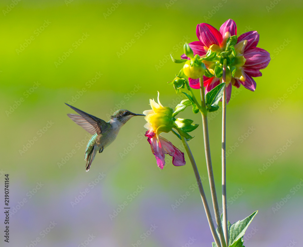 Fototapeta premium close up on flying ruby throated hummingbird above flower