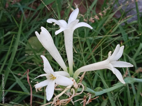 White tuberose (Polianthes tuberosa) flowers blooming on a tall green stem, showcasing fragrant star-shaped blossoms in a natural garden setting with lush foliage.