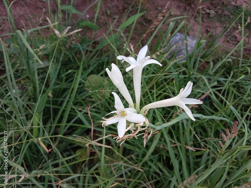 White tuberose (Polianthes tuberosa) flowers blooming on a tall green stem, showcasing fragrant star-shaped blossoms in a natural garden setting with lush foliage.