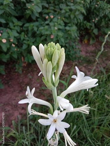 White tuberose (Polianthes tuberosa) flowers blooming on a tall green stem, showcasing fragrant star-shaped blossoms in a natural garden setting with lush foliage.