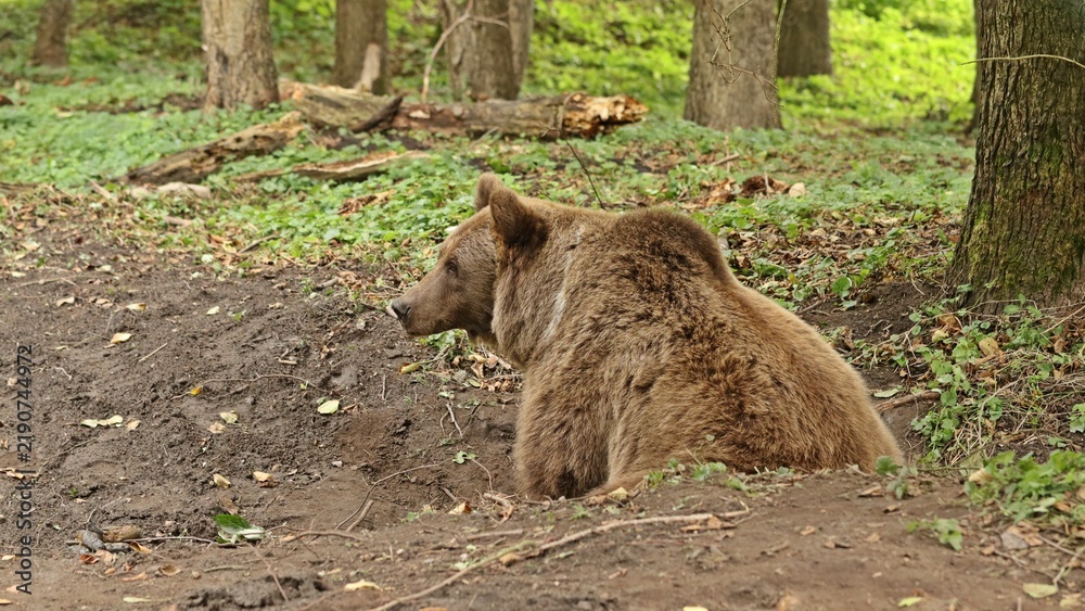 Obraz premium Ruhender Europäischer Braunbär (Ursus arctos arctos)