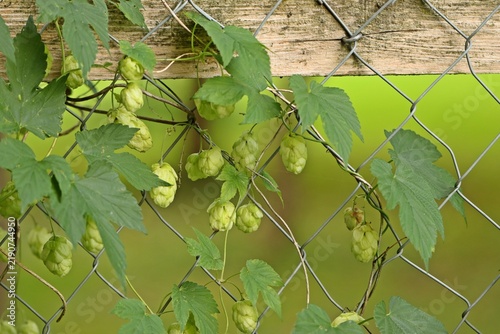 Mit Hopfen (Humulus lupulus) bewachsener Maschendrahtzaun