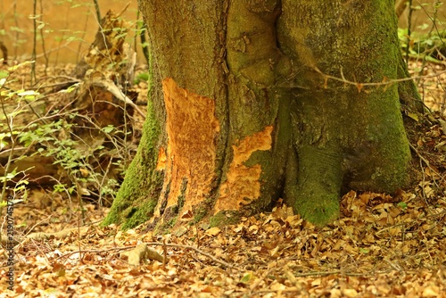 Nagespuren des Bibers (Castor fiber) im Mildenitzdurchbruchstal in Mecklenburg-Vorpommern