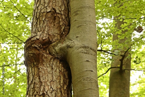 Miteinander verwachsene Kiefer (Pinus sylvestris) mit Rotbuche (Fagus sylcatica) an der Mildenitz