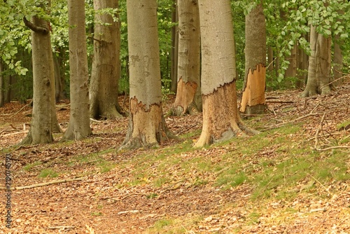 Nagespuren des Bibers (Castor fiber) im Mildenitzdurchbruchstal in Mecklenburg-Vorpommern