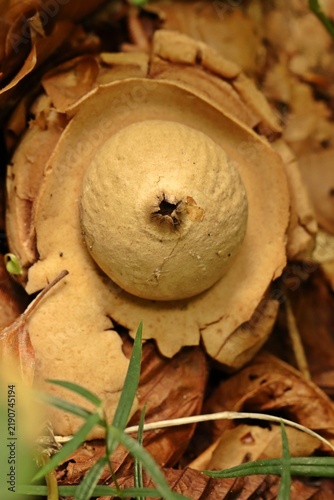 Halskrausen-Erdstern (Geastrum michelianum)