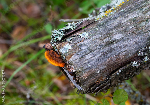 Quadro su tela Mushroom growing on a tree in the forest