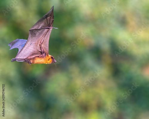 A Fruit Bat _Flying fox