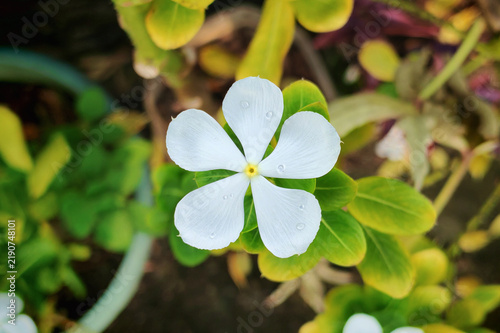 White Madagascar Periwinkle Flower With Raindrops 