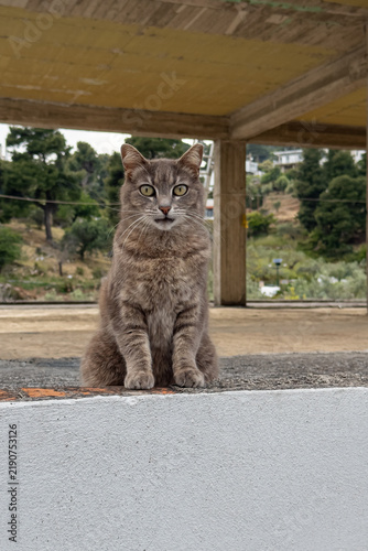 Stray cats on Alonissos, Greece