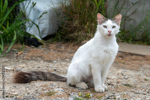 Stray cats on Alonissos, Greece