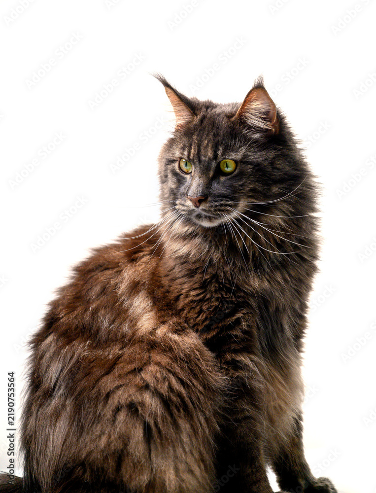 Fototapeta premium Commercial stock photo of a majestic long-haired brown cat sitting on a white background