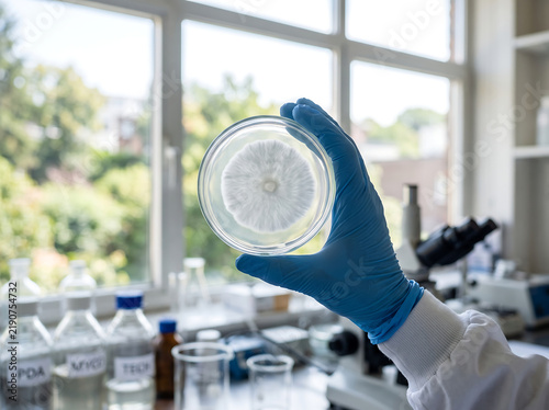 ia generated. Advanced laboratory for gourmet and medicinal mushroom cultivation featuring mycology technology and mycelium research.

