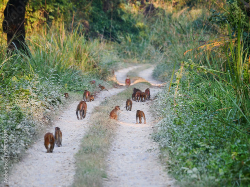 Obraz na plátně A troop of rhesus macaques walking along a dirt path in the forest of Chitwan Na
