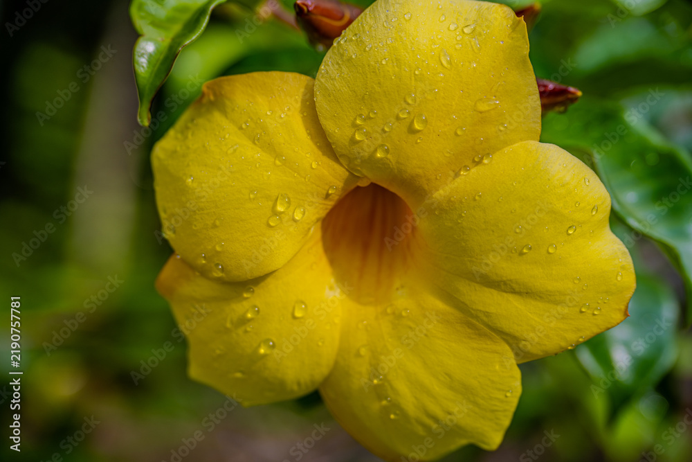 Obraz premium Yellow flower with water droplets in Da Lat