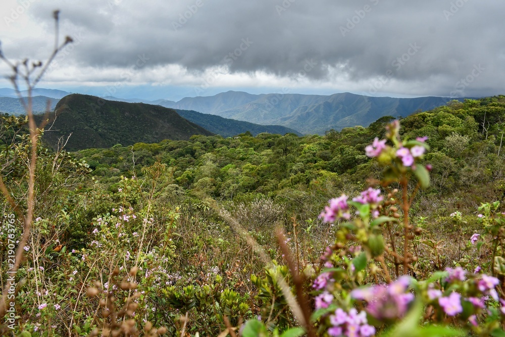Fototapeta premium Atlantic rainforest- Gandarela National Park, Brazil 
