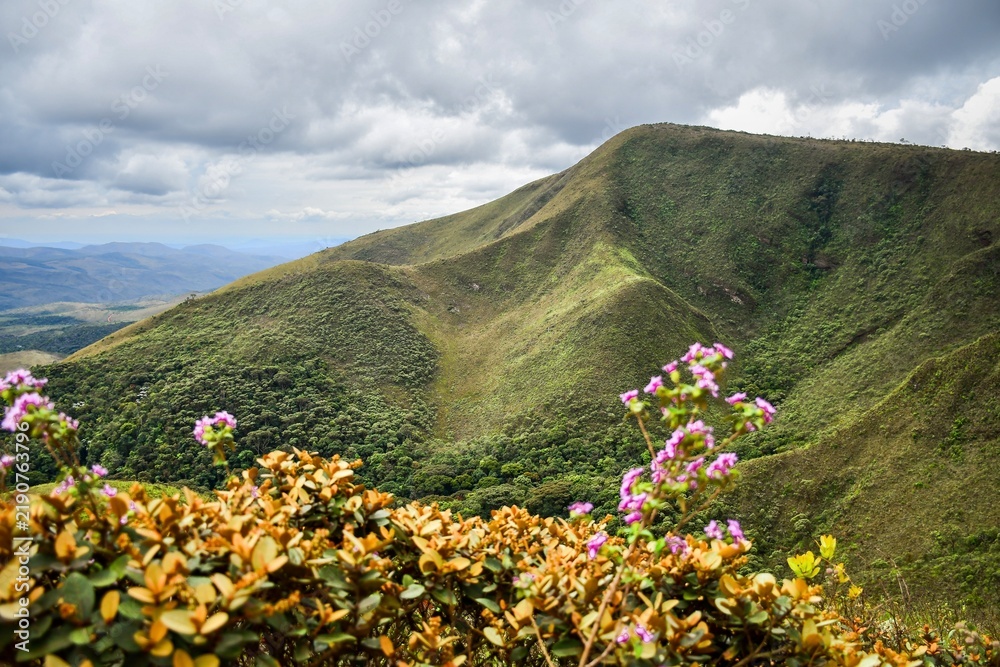 Obraz premium flowers in the Gandarela mountains, Brazil 