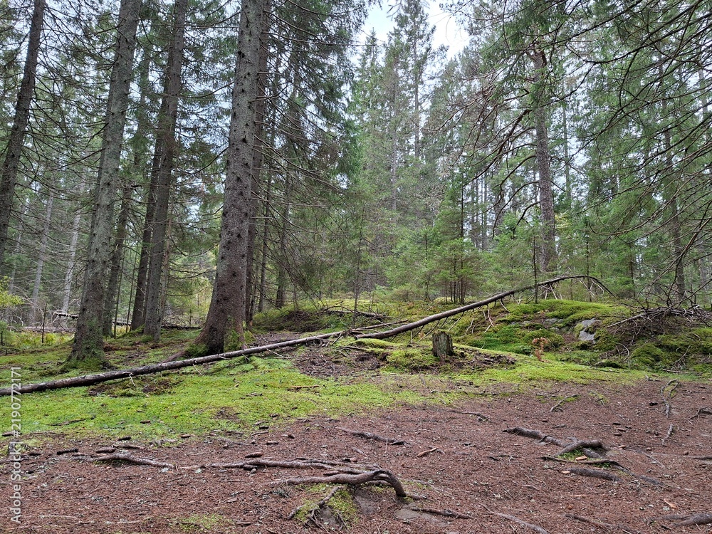 Fototapeta premium Fallen Tree in Tyresta National Park, Sweden – Natural Forest Landscape