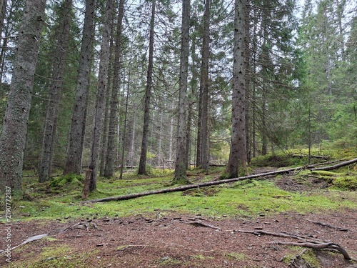 Fotografie Fallen Tree in Tyresta National Park, Sweden – Natural Forest Landscape