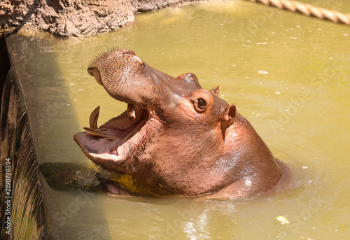 Fotografie Hippopotamus With Mouth Open Waiting to Be Fed at Cheyenne Mountain Zoo in Color