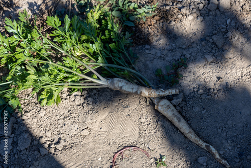фотографія Freshly harvested parsley root lying on the ground with traces of soil
