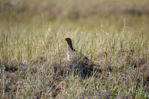 Fotografie Rock ptarmigan stands among the grass. Tundra. Russia. Yakutia