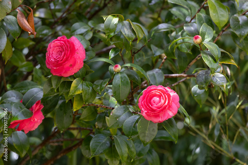 Pink camellia japonica formal double Japanese camellia flowering plant branches with dark green leaves close up