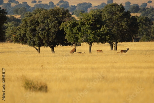 Quadro su tela Red Deer Beneath the Holm Oaks