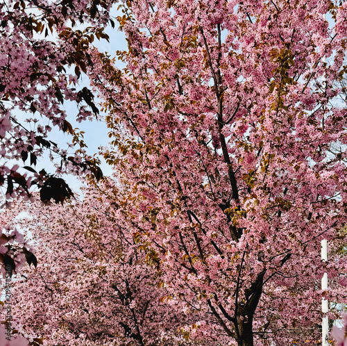 Foto pink cherry tree