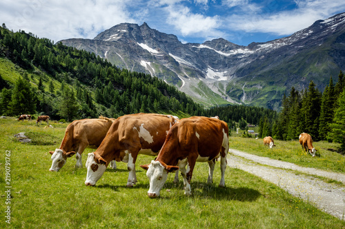 Cows grazing in a green valley near mountains