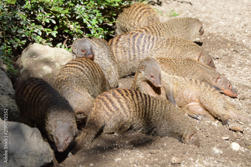 Obraz na płótnie Banded Mongoose family
