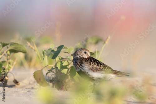 Bild auf Leinwand Dunlin (Calidris alpina) Rested near Coastal Dune Vegetation