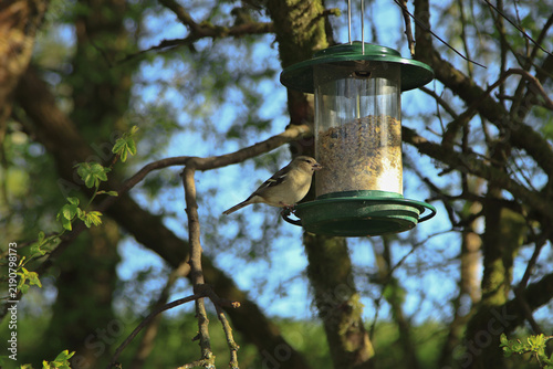 A female chaffinch feeds on seeds from a garden bird feeder.
