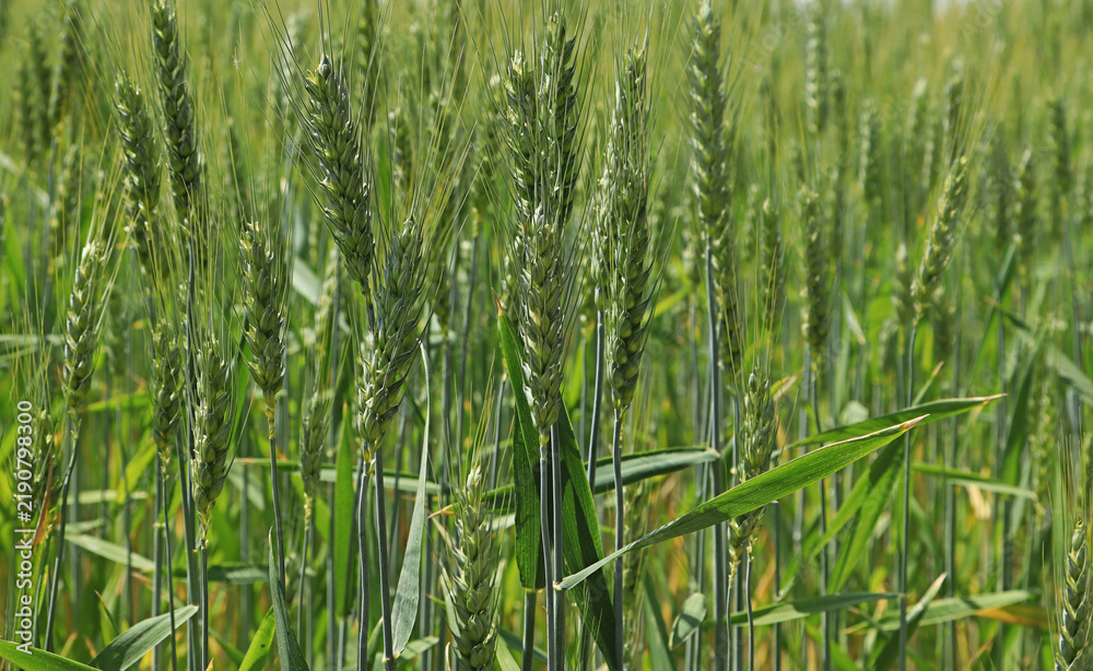 Obraz premium A field of green wheat in the earing phase. Close-up of green ears, selective focus.