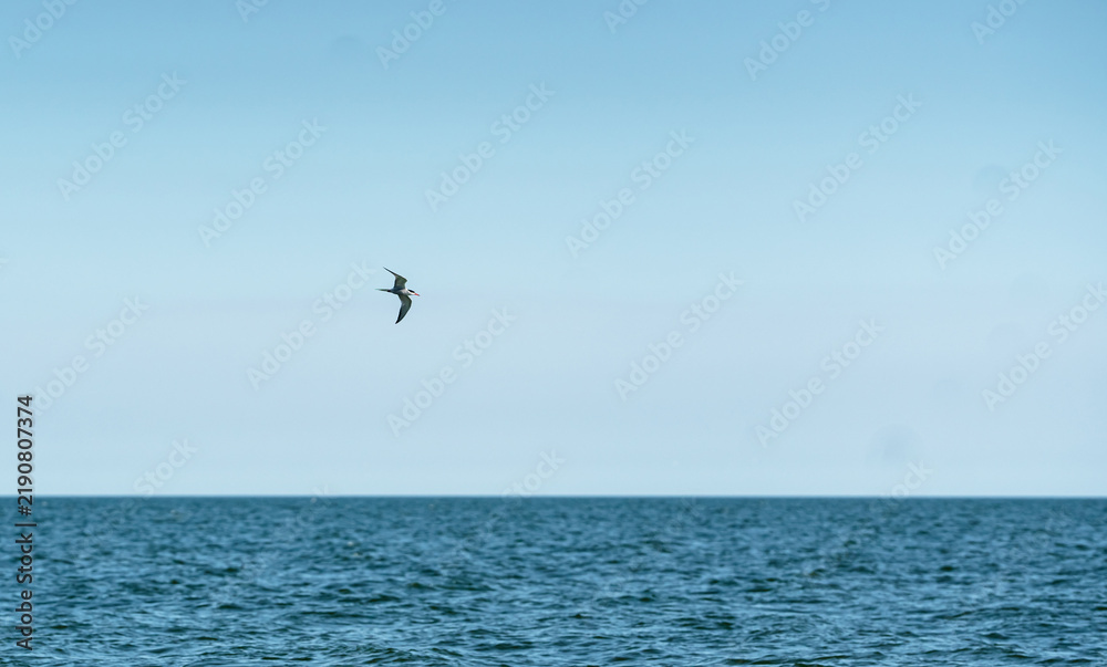 Fototapeta premium Tern gliding above blue ocean water on a sunny day with a clear sky and open horizon