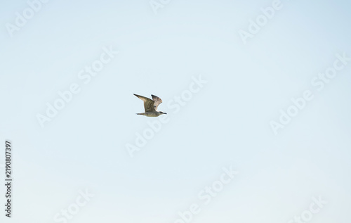 Foto Seagull soaring through a clear blue sky with wings spread wide on a sunny day