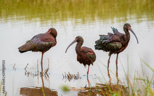 Canvastavla glossy ibis on pond