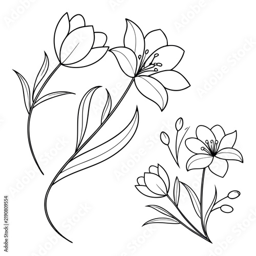 Collection of hand drawn flower illustrations with leaves and buds in black line art