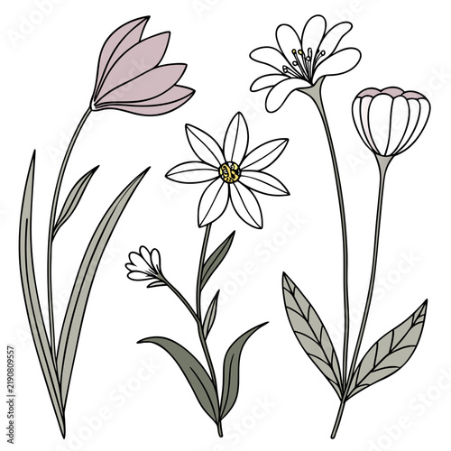 Botanical set of four stylized wildflowers with leaves and pastel flower colors