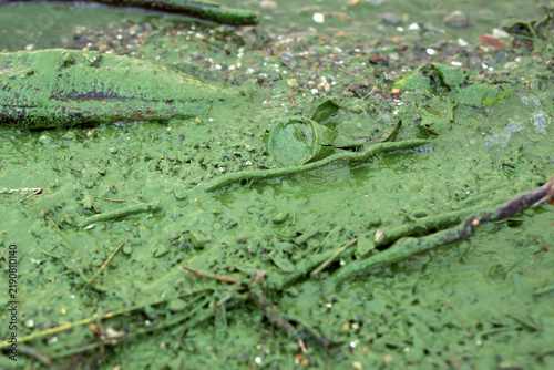 Dense green algae covering the surface of shallow water with debris